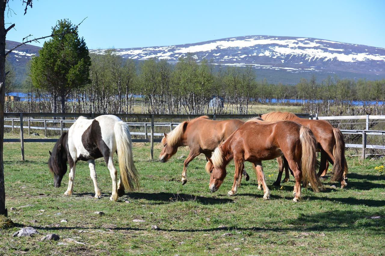 Ofelas Islandshaestar & Guideservice Kiruna Exterior foto